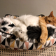 Image for article titled National Pet Day is over, but look at our good boys and girls anyway